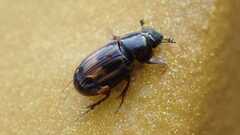 Chilothorax distinctus