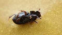 Chilothorax distinctus