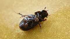 Chilothorax distinctus