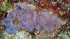 Halisarca caerulea