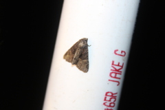 Phosphila turbulenta