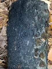 Jackrogersella cohaerens