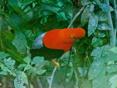 Rupicola peruvianus