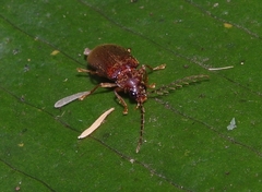 Ptilodactyla
