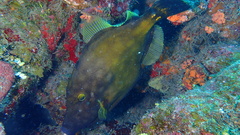 Cantherhines macrocerus