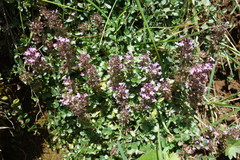 Serpyllum