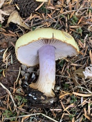 Cortinarius callochrous