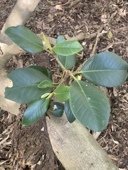 Ficus rubiginosa