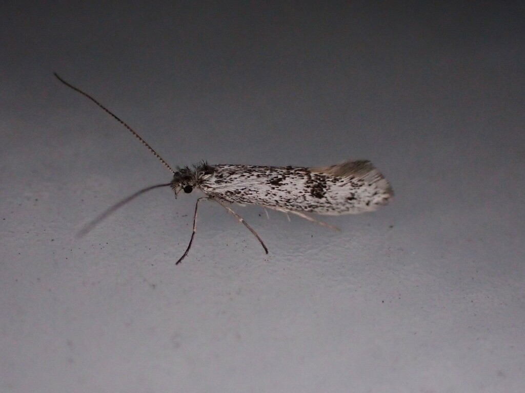 Acanthopteroctetes