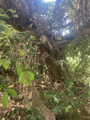 Ficus rubiginosa