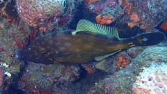Cantherhines macrocerus
