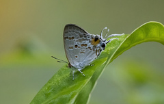 Hypolycaena sipylus