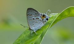 Hypolycaena sipylus