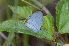 Everes lacturnus