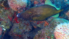 Cantherhines macrocerus