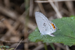 Everes lacturnus