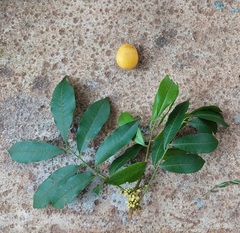 Chrysophyllum gonocarpum