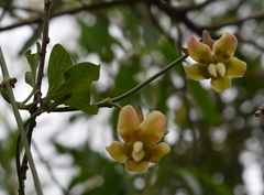 Araujia angustifolia