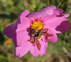 Bombus pensylvanicus