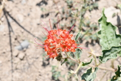 Nyctaginia capitata