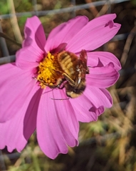Bombus pensylvanicus