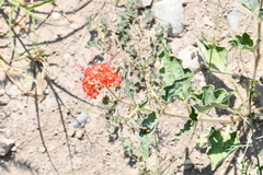Nyctaginia capitata
