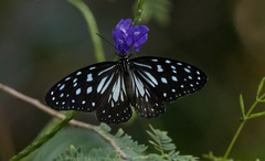 Ideopsis juventa