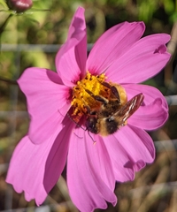 Bombus pensylvanicus