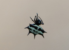 Gasteracantha fasciata