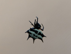 Gasteracantha fasciata