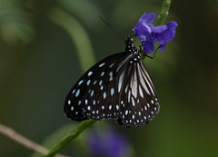 Ideopsis juventa