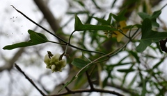 Araujia angustifolia