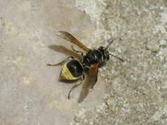 Brachygastra
