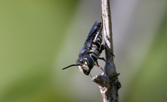 Allocoelioxys