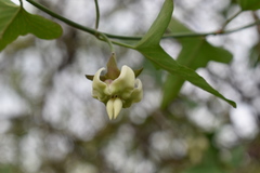 Araujia angustifolia