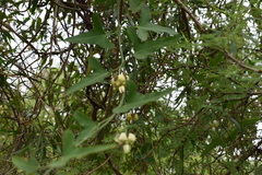 Araujia angustifolia