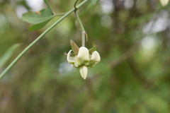 Araujia angustifolia