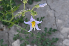 Solanum tenuipes
