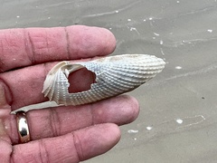Cyrtopleura costata