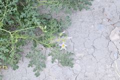 Solanum tenuipes