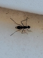 Taeniaptera trivittata