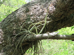 Tillandsia streptocarpa