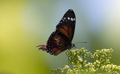 Danaus affinis