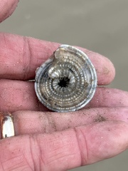 Architectonica nobilis
