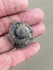 Architectonica nobilis