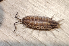 Porcellionides sexfasciatus