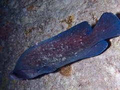 Rypticus saponaceus