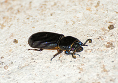 Passalidae