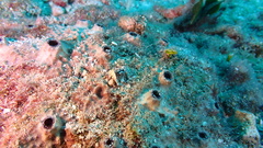 Ircinia felix