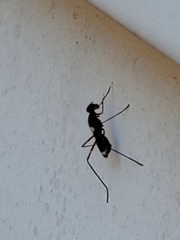 Taeniaptera trivittata